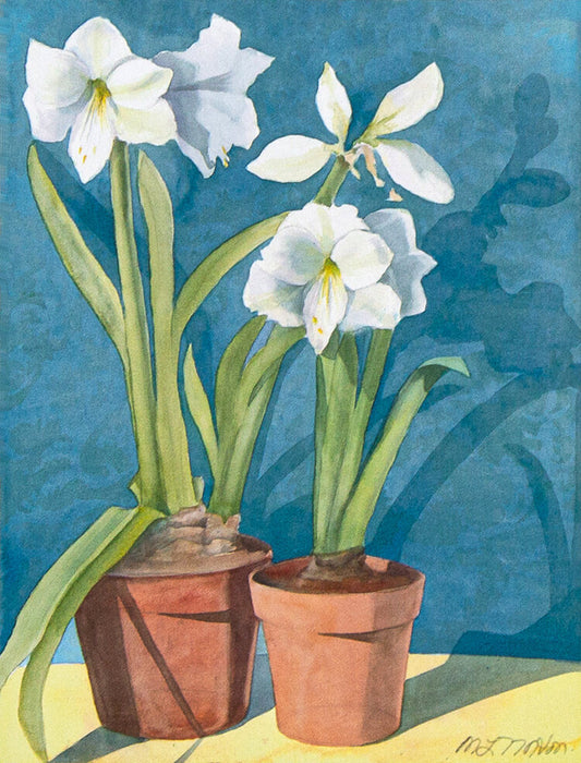 White Amaryllis - Two Pots