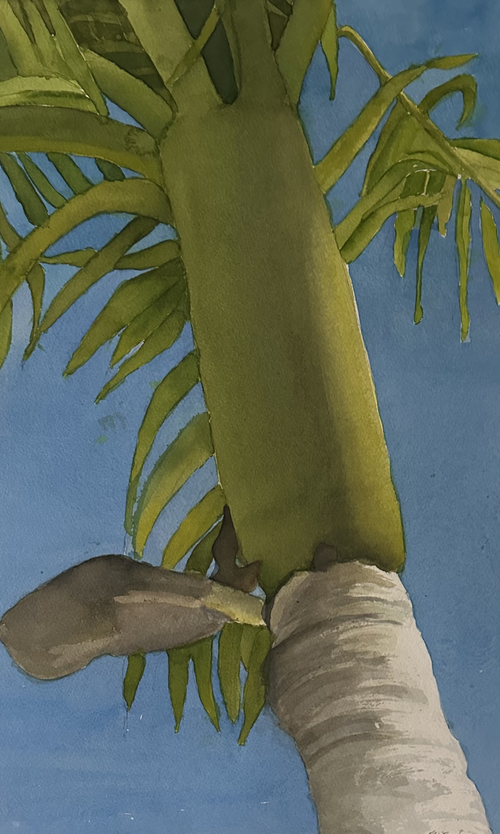 Christmas Palm 3