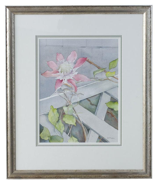 Pink Clematis - Over Fence