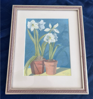 White Amaryllis - Two Pots