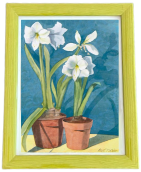 White Amaryllis - Two Pots