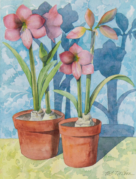 Pink Amaryllis - Two Pots